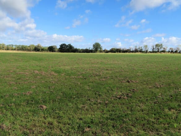 We share our field management plan to diversify 9 acres of agricultural land using the principles of natural farming to encourage land recovery, habitat development and the use of native plants.