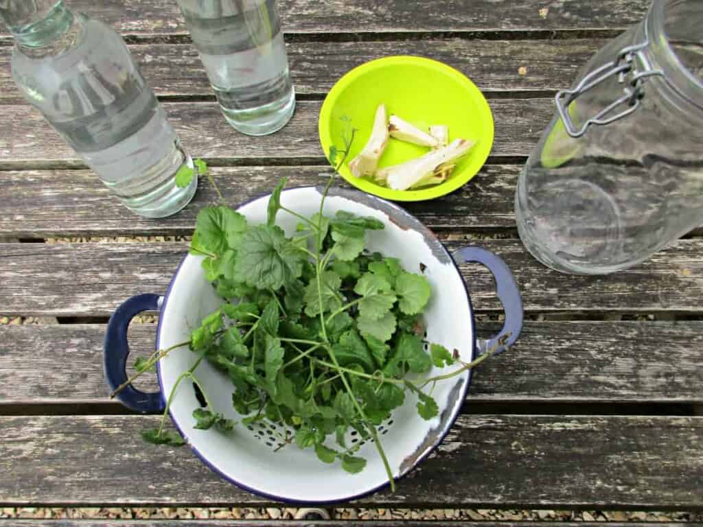 ingredients needed to make wild horseradish vodka